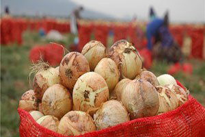 Ceyhan`da Kuru Soğan Hasadı