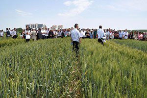 Çiftçiler, Yeni Buğday Türüyle Tanıştı