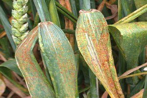 Kulu`da Çiftçilere `Sarı Pas` Uyarısı