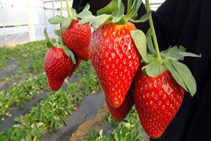 Çilek Hasadı Başladı