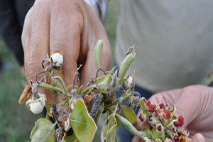 Don kayısıyı da vurdu