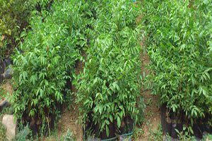 Elazığ`da 100 bin ceviz fidesi üretilecek