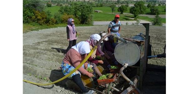 Selendi`de Tütün Üreticisinin Tatlı Çilesi Başladı