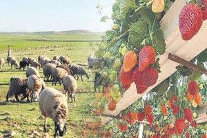 Güneydoğu`da 420 köye 46 milyon lira destek