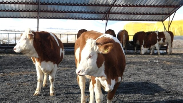 Hayvancılık İşletmelerine 26 Milyon TL Destekleme Ödemesi Yapıldı