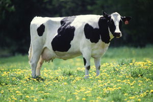 2015 Yılında Yapılacak Hayvan Hastalığı Tazminatı Desteklemeleri