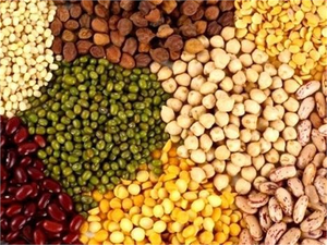 Hububat Destek Primi Ödemeleri Başlıyor