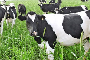 2015 Yılında Yapılacak Islah Amaçlı Süt İçeriğinin Tespiti Desteklemesi