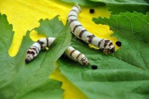 Bursa`da ipekböcekçiliği tarım desteğiyle ayağa kaldırılacak