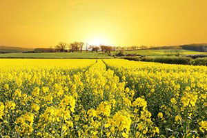 Kanola, Çiftçinin Yüzünü Güldürecek