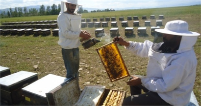 Karadeniz`de arılar üşümüyor!