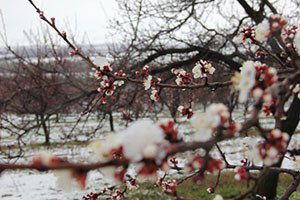 Kayısı Bahçelerini Soğuk ve Yağışlı Hava Vurdu