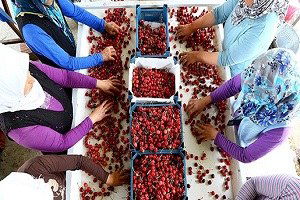 Kiraz ihracatında `Rusya endişesi`