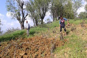 Kulp`ta Bağ Belleme Dönemi Başladı