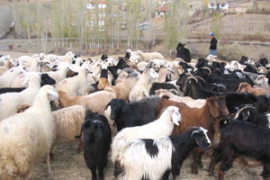 2015 Yılında Yapılacak Anaç Koyun Ve Keçi Desteklemeleri