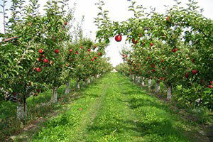 Mısıra karşı meyve üretimi yaygınlaşacak