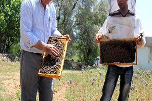 Muğla Arısı Islah Edildi