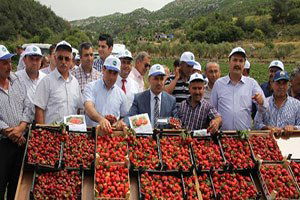 Seydişehir`in Bazı Mahallerini Çekirgeler İstila Etti