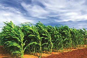 Organik Tarım Destekleri