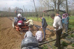 Pazaryeri`nde Çilek Bahçelerinde Çalışmalara Başlanıldı