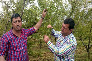 Şeftali, İncir ve Armudu Soğuk Vurdu, Rekolte Kaybı En Az Yüzde 50