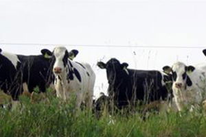 2015 Yılında Yapılacak Besilik Materyal Üretim (Anaç Sığır) Desteklemesi