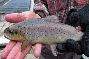 Su ürünleri genetik kaynaklarının tescili