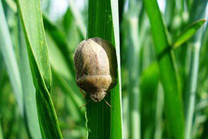 Kırıkkale`de Süne Zararlısıyla Mücadele