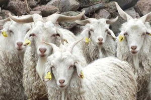 2015 Yılında Yapılacak Tiftik Keçisi Yetiştiriciliğinin Ve Tiftik Üretiminin Desteklenmesi