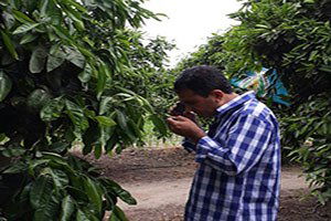 Turunçgil Unlu Bit Zararlısı İle Mücadele Başladı