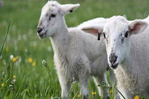 Uşak`ta `En iyi besi hayvanı` yarışması