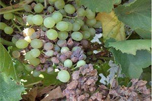 Üzüm Sektörü Salkım Güvesi İle İlaçsız Mücadele Edecek