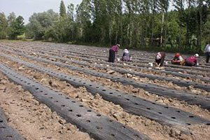 Yozgat`ta bu yıl 53 dekar alanda çilek ekimi yapıldı