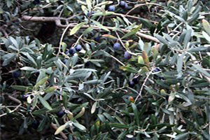 Zeytin Üreticileri, Yüzde 80`e Varan Kayıplar Nedeniyle Çaresiz