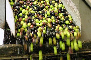 Zeytin üreticileri Gaziantep`te buluştu