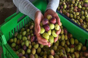 Zeytinde üretici mutlu ama...