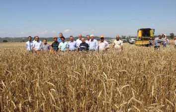 Buğdayda Hasat Zamanı