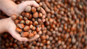 Fındık Fiyatlarını Artık Üretici Belirleyecek