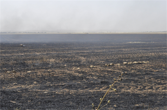 Ziraat Odası`ndan `Anız Yakmayın` Çağrısı