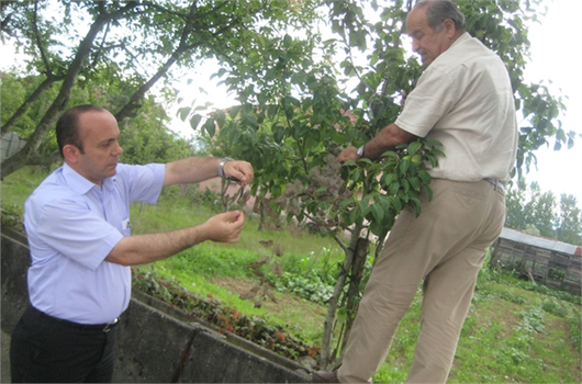 Düzce`de Amerikan Beyaz Kelebeğine Karşı İlaçlı Mücadele