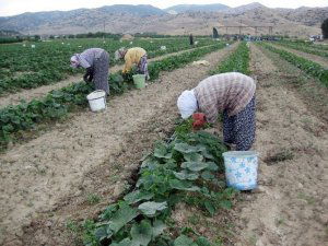 Tarım İşçilerinin Zor Mesaisi