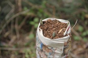 Bursa`da Yabani Zeytinler Aşılanıp Yöre Halkına Dağıtılıyor