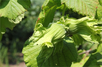 Fındıkta külleme hastalığı