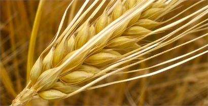 Buğdaya sürpriz fiyat: Tonu 862 lira