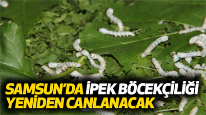 Samsun`da İpek Böcekçiliği Yeniden Canlanacak