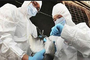 Kuş Gribi Bursa Mudanya`ya Sıçradı