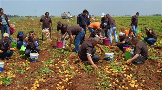 Fiyatı düşen patates bedava dağıtılıyor