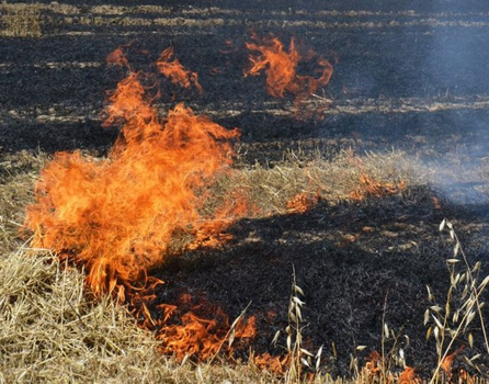 Anız yakana para cezası verilecek