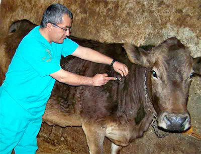 Giresun`da hayvanlara yönelik aşılama çalışmaları