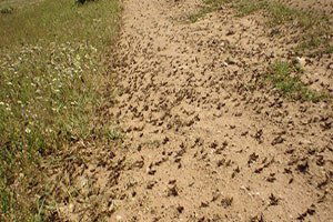 Çekirgeler Kilis`te Köyleri İstila Etti